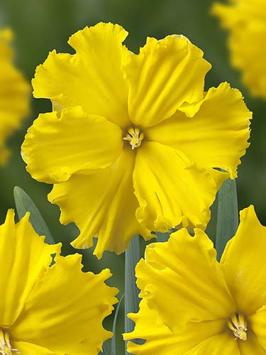 NARCIS butterfly Gold Disc 12/14, 100 ks
